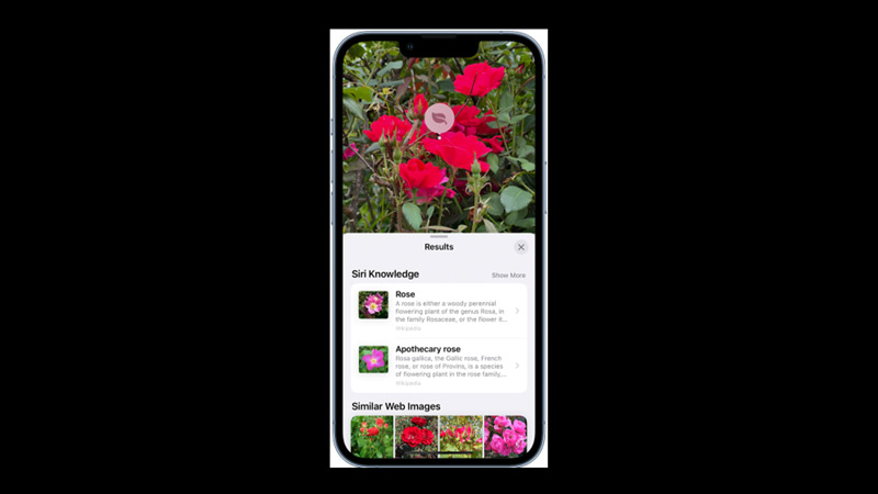 iPhone: Use Visual Lookup on iOS 16